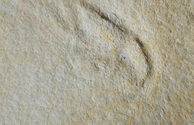 Mecochirus sp. GERMAR 1827 (unprpariert) - Bild © FossNet FossilienStore